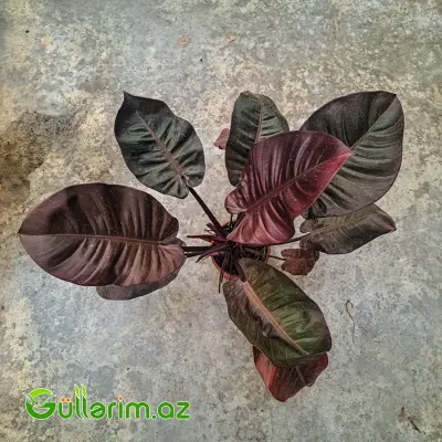 Philodendron (Filodendron) - Qara yarpaq