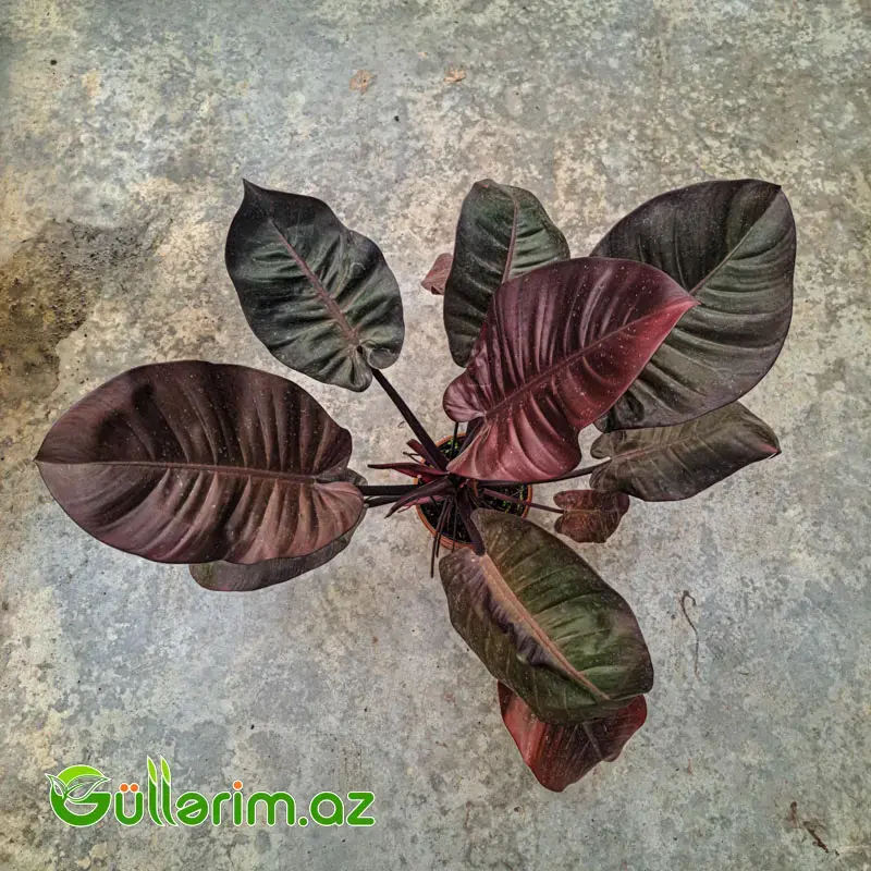 Philodendron (Filodendron) - Qara yarpaq