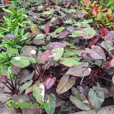 Philodendron (Filodendron) - Qara yarpaq