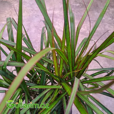 Dracaena Marginata (Drasena Marqinata)