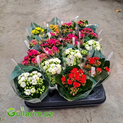 Kalanchoe – Kalanxoe (Kalanqo)