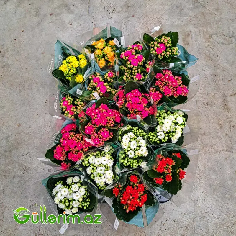 Kalanchoe – Kalanxoe (Kalanqo)
