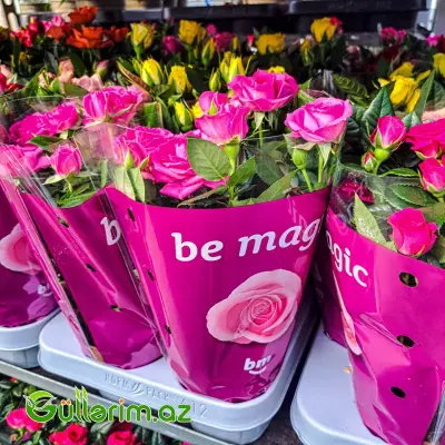 Mini Rose – Miniatür Gül