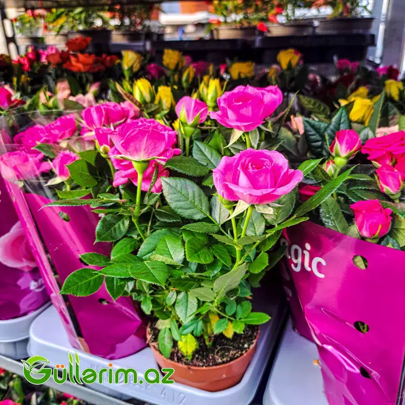 Mini Rose – Miniatür Gül