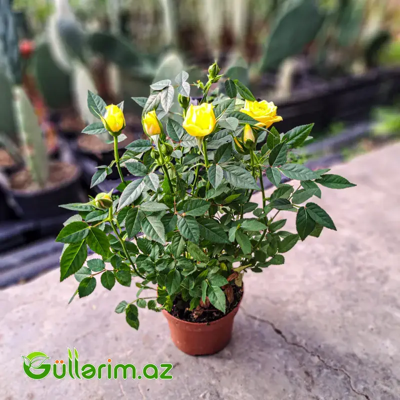 Mini Rose – Miniatür Gül