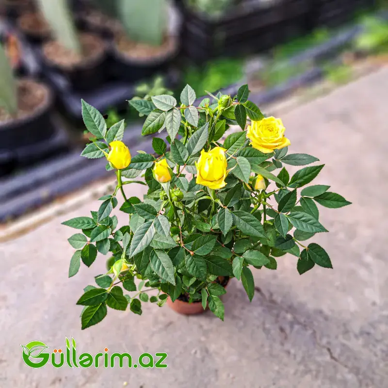 Mini Rose – Miniatür Gül
