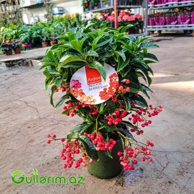 Ardisia Crenata – Qırmızı Giləmeyvə Bitkisi