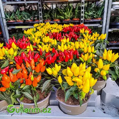 Capsicum Annumm – Dekorativ Bibər