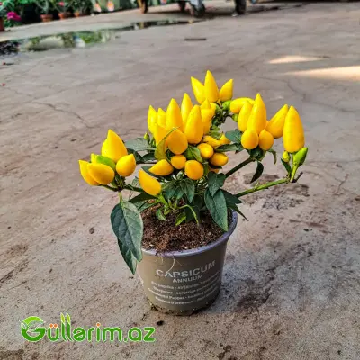 Capsicum Annumm – Dekorativ Bibər