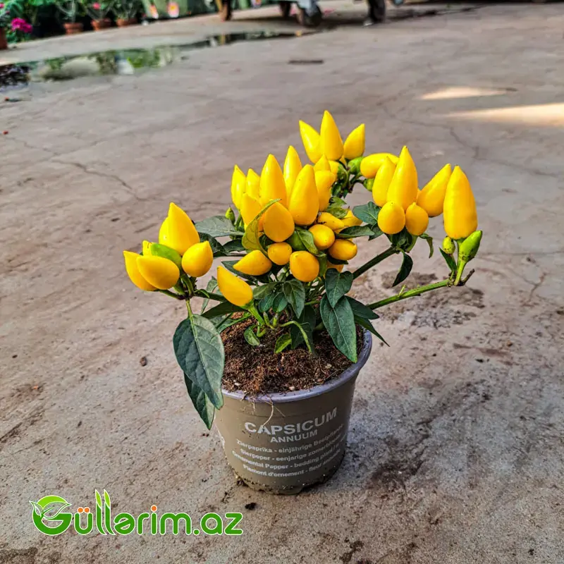 Capsicum Annumm – Dekorativ Bibər