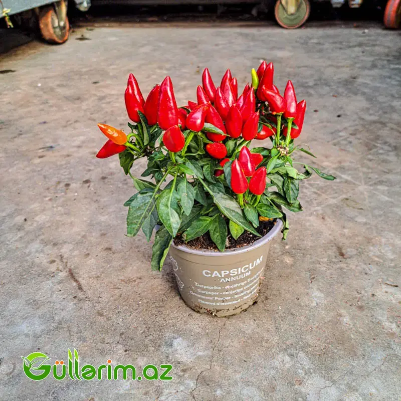 Capsicum Annumm – Dekorativ Bibər