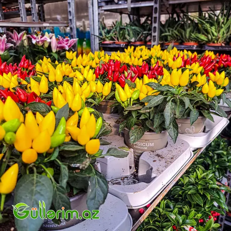 Capsicum Annumm – Dekorativ Bibər