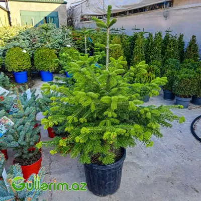 Normand küknarı ( Yolka)