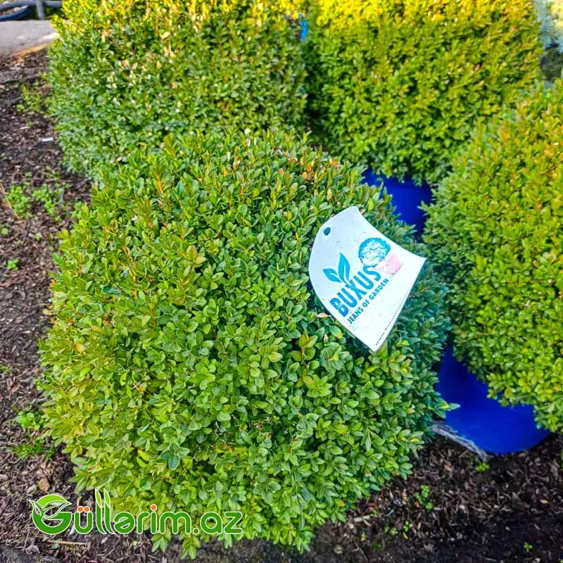 Buxus (Buksus Kürə formalı)