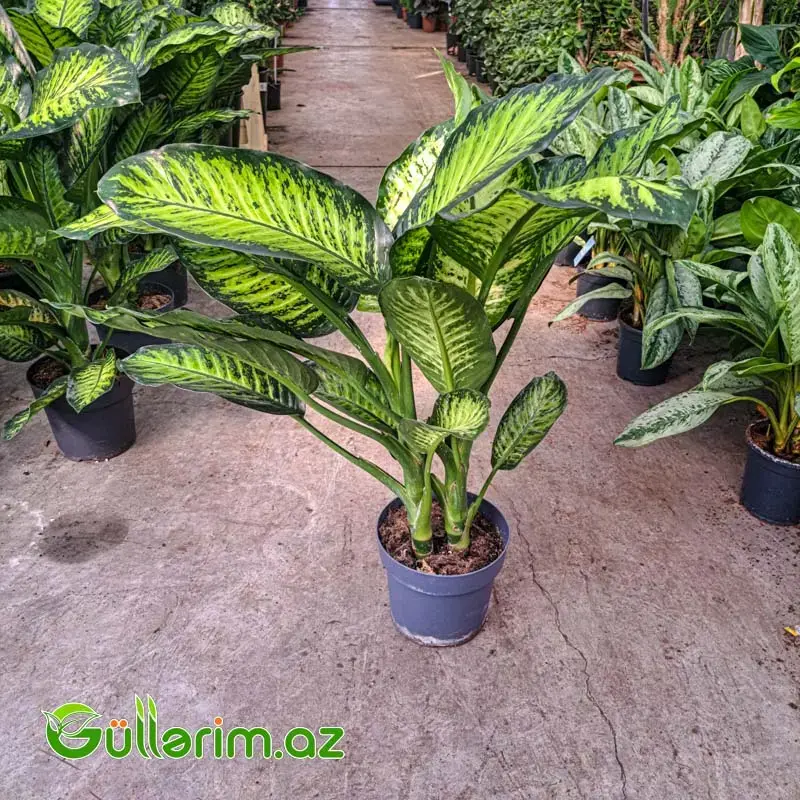 Dieffenbachia – Difenbaxiya