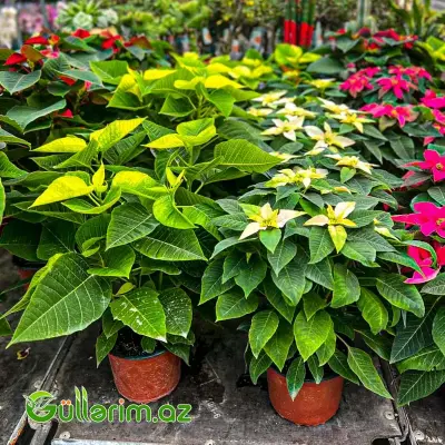 Poinsettia (Atatürk çiçəyi)