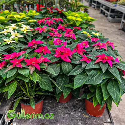 Poinsettia (Atatürk çiçəyi)