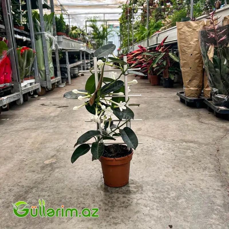 Madagaskar Yasəməni