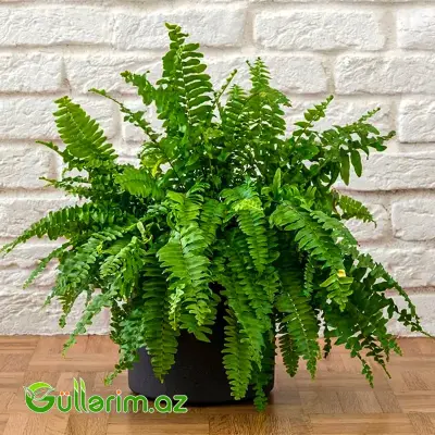 Boston Qıjısı (Nephrolepis Exaltata)