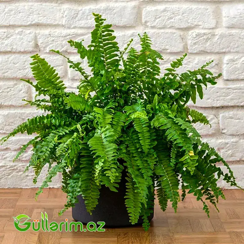 Boston Qıjısı (Nephrolepis Exaltata)