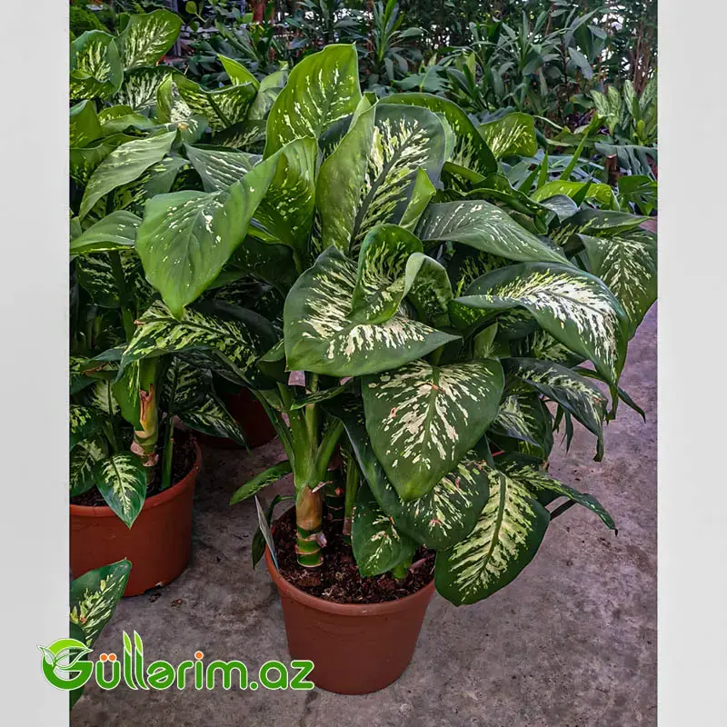Dieffenbachia – Difenbaxiya