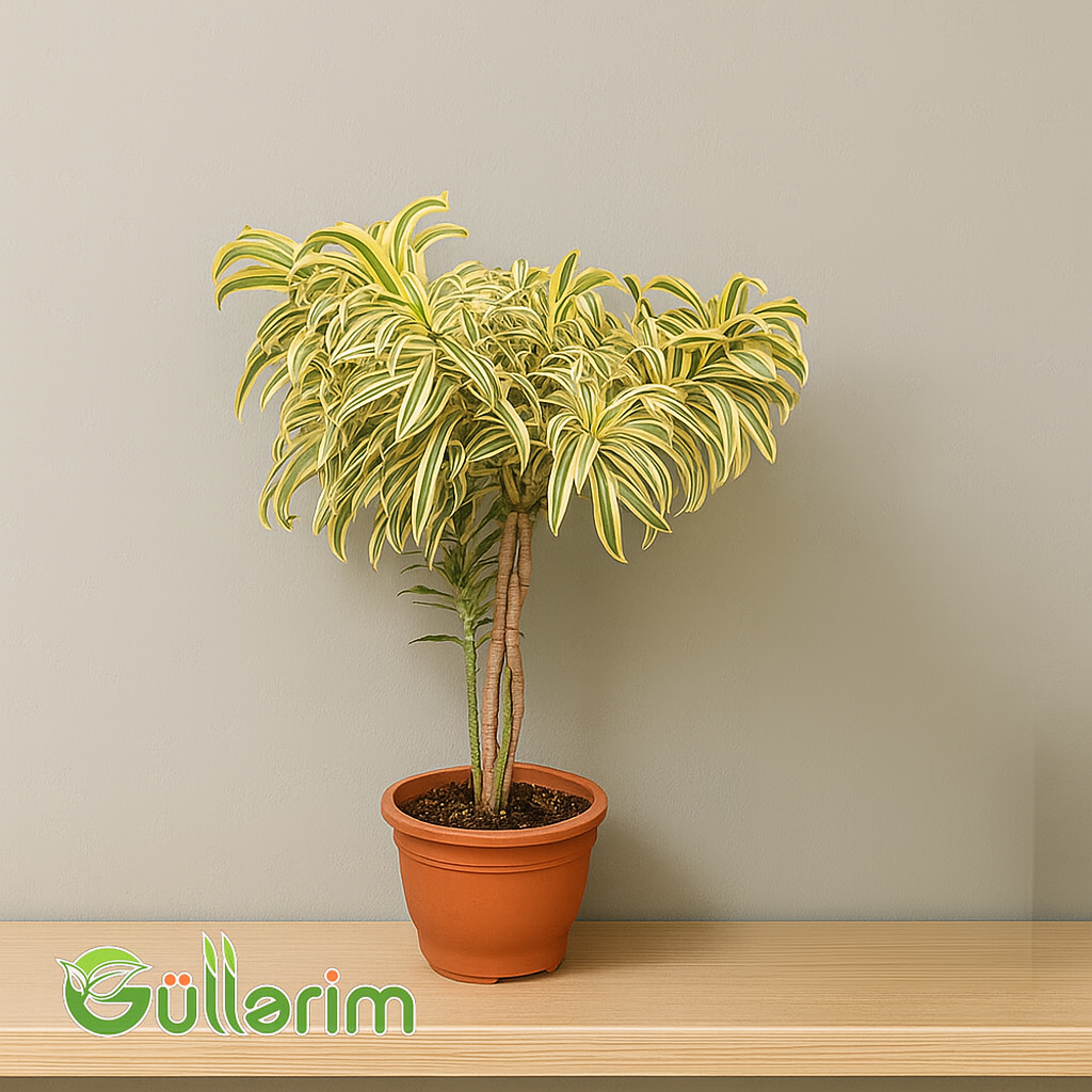 Dracaena Reflexa (Drasena Refleksa)