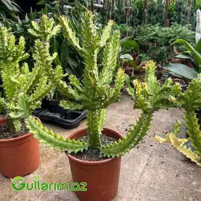 Euphorbia lactea variegata