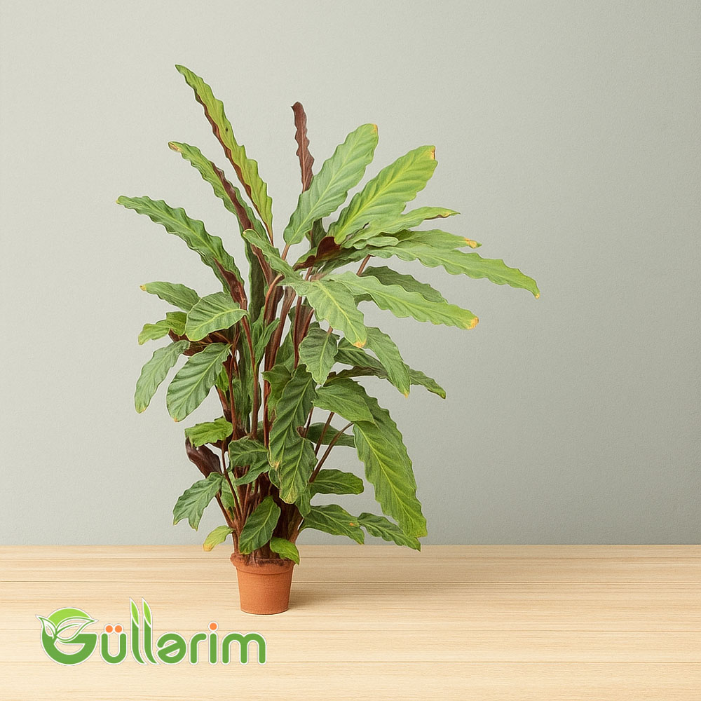 Kalateya (Calathea rufibarba)
