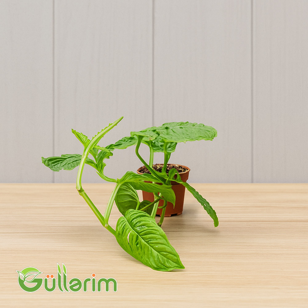 Faleziya (Philodendron)