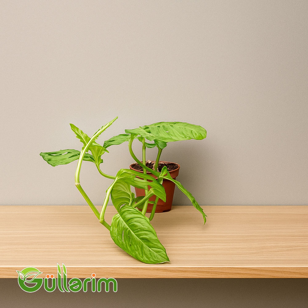 Faleziya (Philodendron)
