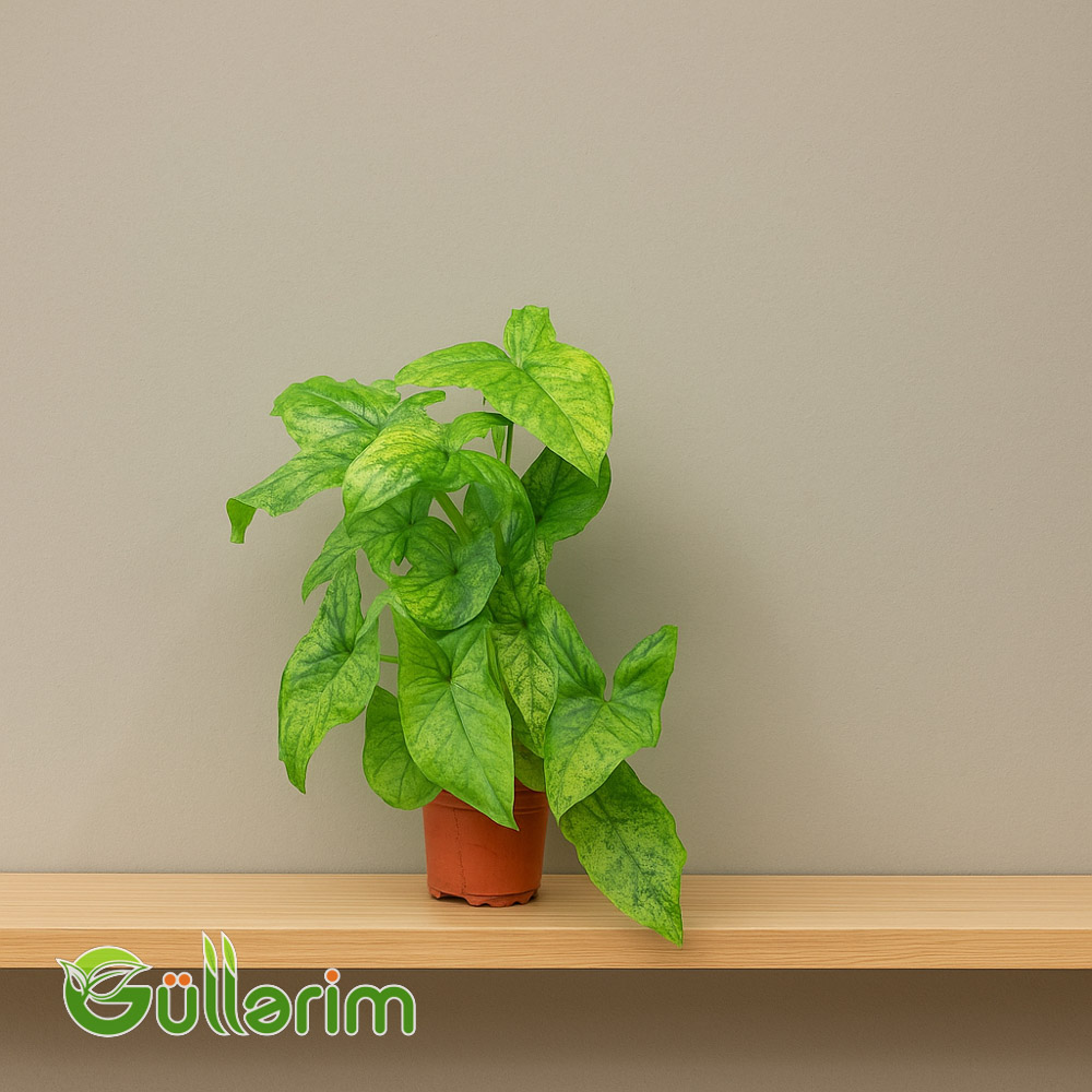 Sinqonium (Syngonium)