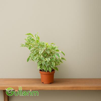 Ficus Benjamina (Fikus Benjamin)