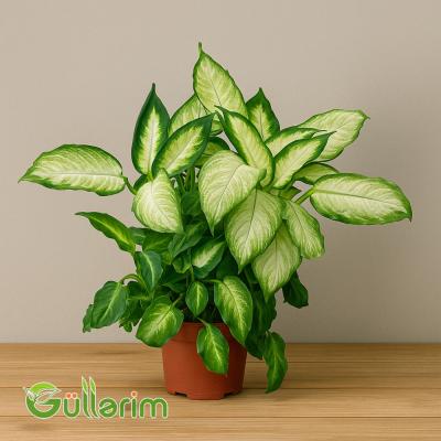 Difenbaxiya (Dieffenbachia)