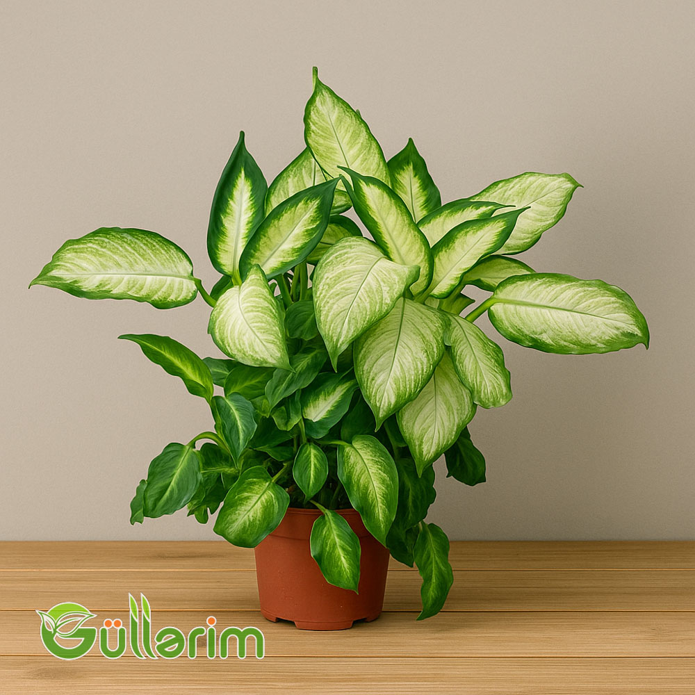 Difenbaxiya (Dieffenbachia)