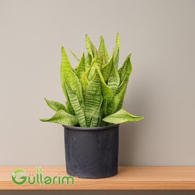 Sansevieria (Sansiveriya)