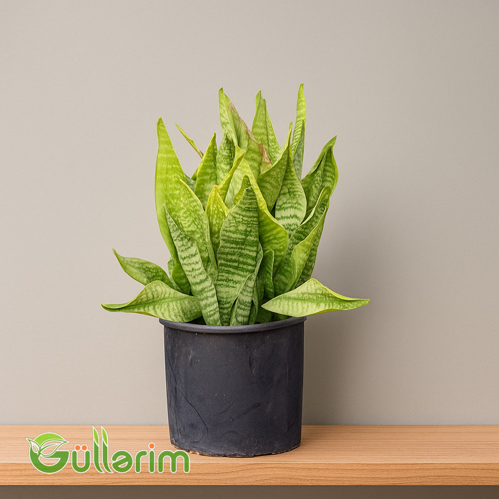 Sansevieria (Sansiveriya)