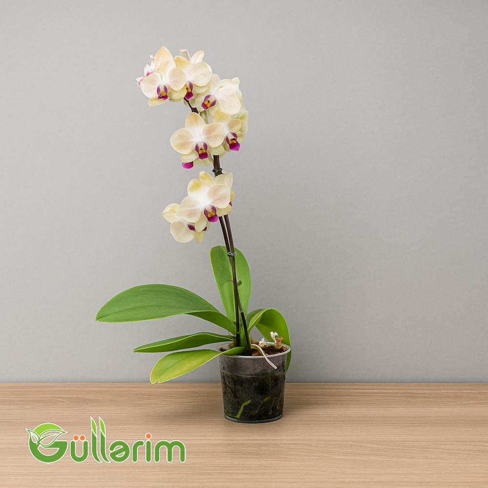 Orxideya (Phalaenopsis)