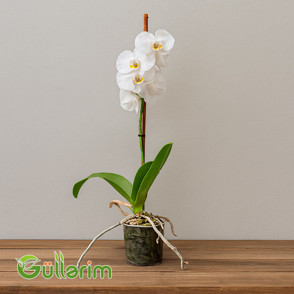 Ağ Orxideya (Phalaenopsis)