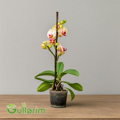 Rəngli Orxideya (Phalaenopsis)