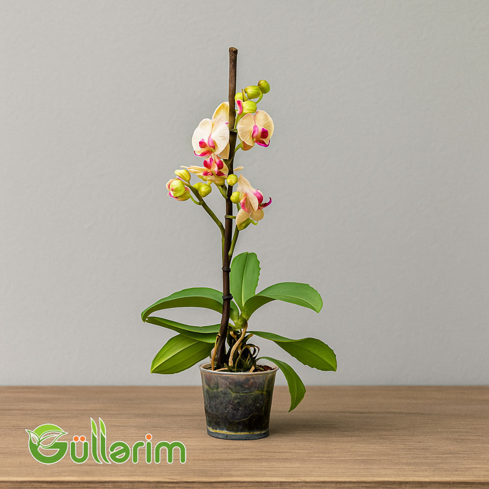 Rəngli Orxideya (Phalaenopsis)