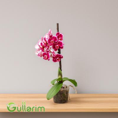 Rəngli Orxideya (Phalaenopsis)