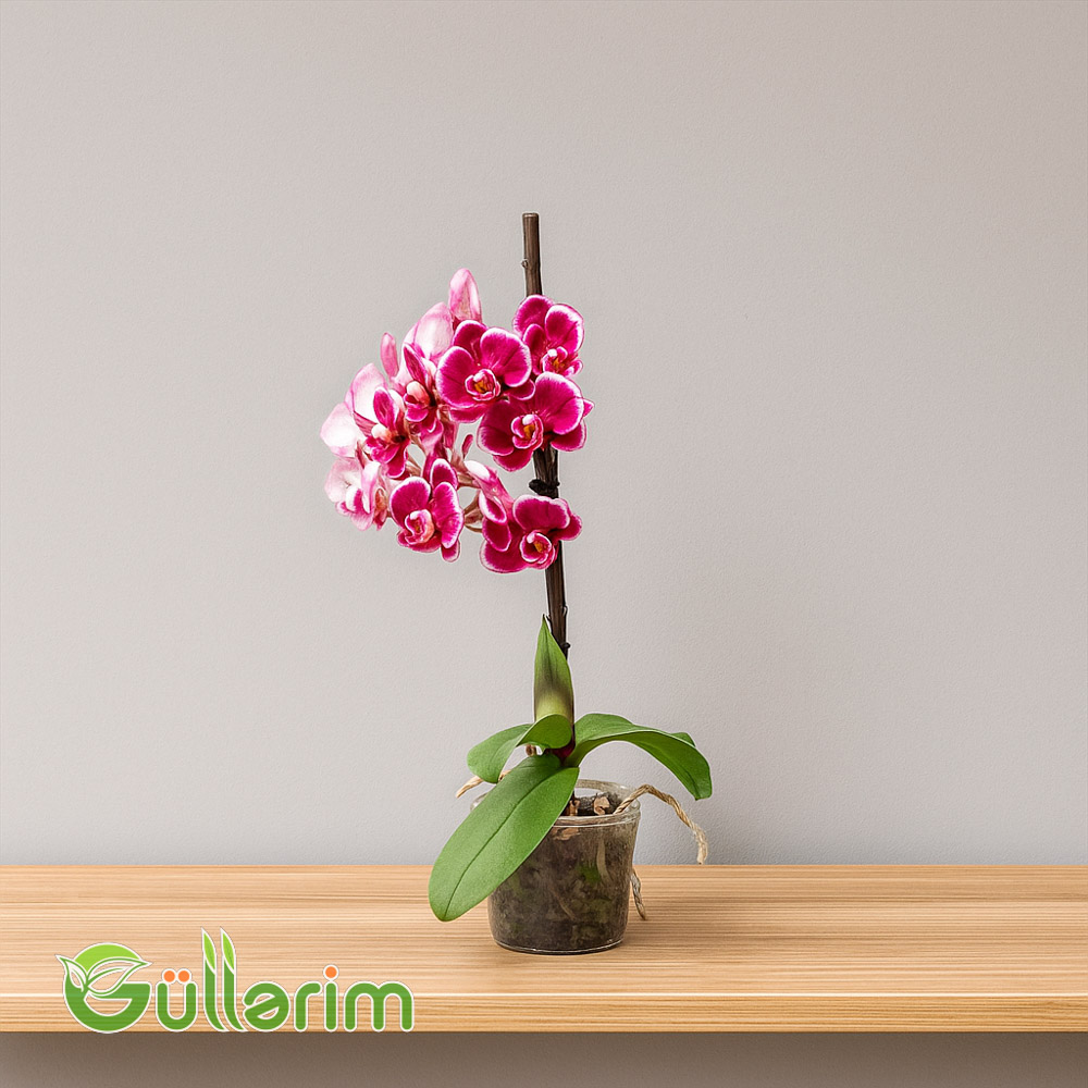 Rəngli Orxideya (Phalaenopsis)