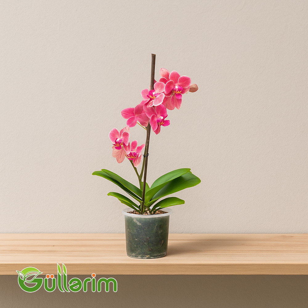 Rəngli Orxideya (Phalaenopsis)