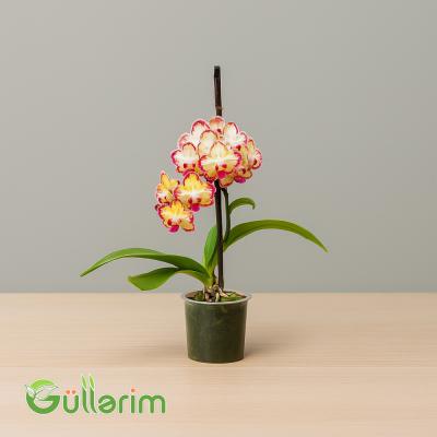 Rəngli Orxideya (Phalaenopsis)