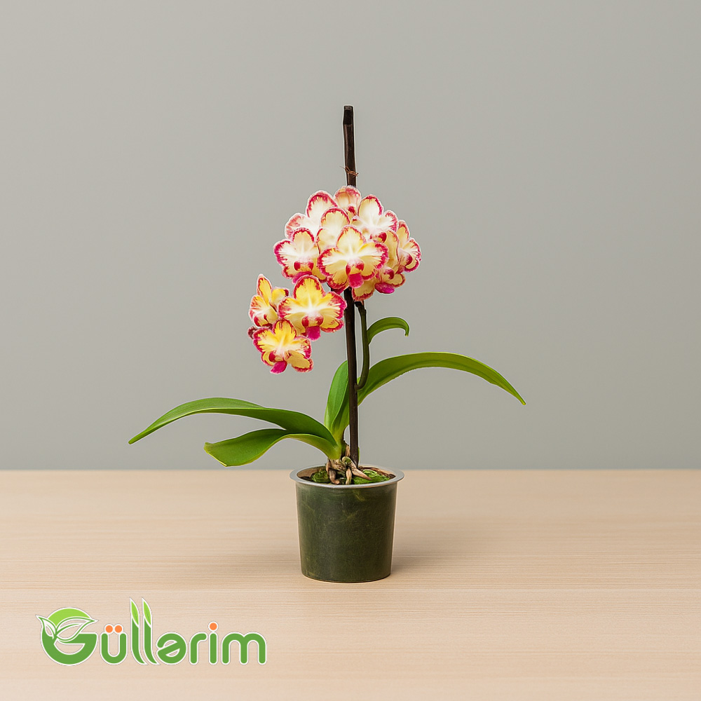 Rəngli Orxideya (Phalaenopsis)