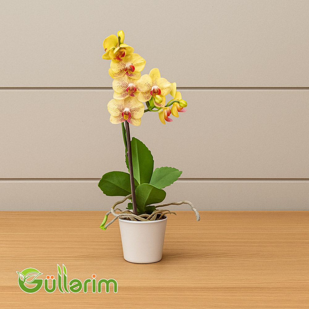 Sarı Orxideya (Phalaenopsis)