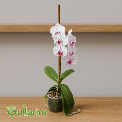 Ağ Orxideya (Phalaenopsis)