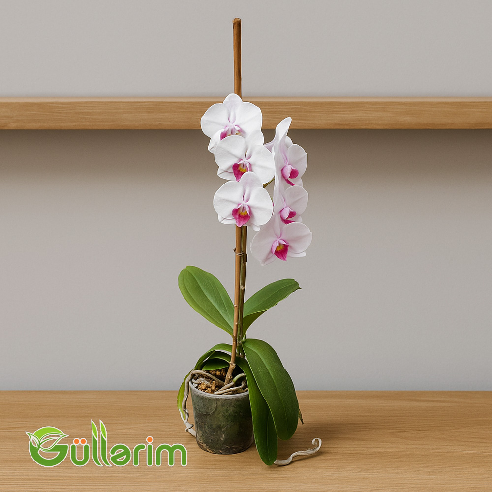 Ağ Orxideya (Phalaenopsis)