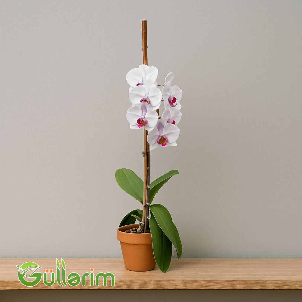 Ağ Orxideya (Phalaenopsis)