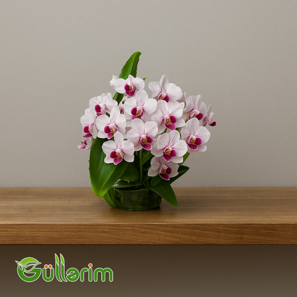 Kiçik Orxideya (Mini Phalaenopsis)